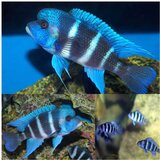 Akvarijum Centar frontosa mpimbwe blue cichlid | ePonuda.com