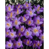 Royal De Ree Crocus Barrs purple 25/1 Cene