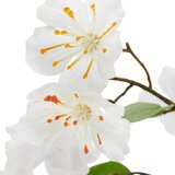 Mömax Veja S Češnjevimi Cvetovi Kirschblüte I -Paz- | Shoptok.si