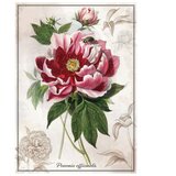 Puzzle 1000 KOM TUBA BOTANIC PEONY INTERDRUK | Shoptok.si