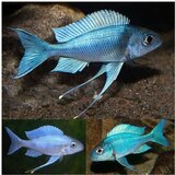 Akvarijum Centar Ophthalmotilapia ventralis | ePonuda.com