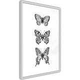  Poster - Butterfly Collection III 40x60 | shoptok.hr