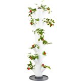 Gusta Garden jagoda - Sissi Strawberry Classic - Bela Cene