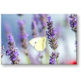  Slike na platnu cveće | ePonuda.com