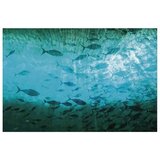  Plakat - Group of Dark Fish 60x40 Bez okvira | shoptok.hr