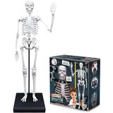 BUKI Skelet ( 104919 ) | Eponuda.com
