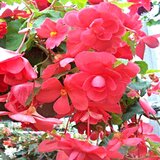 Royal De Ree Lukovica Begonija - Begonia Pendula Mix 3/1 Cene