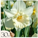 Plant in a Box Čebulice narcis - 30 kos - Narcissus 'Mount Hood' - Cvetne čebulice - Pamet, (21755611) | Shoptok.si