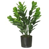 Dekordom Cvet u saksiji - money grass 7pcs - n60 ( 025151 ) Cene