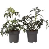 Plant in a Box črni bezeg - 2 kos - sambucus nigra 'black lace' - višina 25-40cm - ⌀17cm, (21757739) Cene