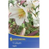 KIEPENKERL Lukovice ljetnog cvijeća (Lilium, 1 Kom.) | shoptok.hr