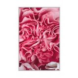 Conceptum Hypnose tepih (180x280) WOOKECE085 | ePonuda.com