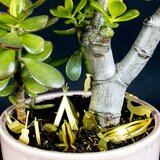 Botanopia Mini kampiranje za rastline Cene