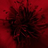 COMME des GARCONS Floriental parfumska voda 100 ml unisex Cene