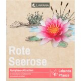 LAWANA Nymphaea Natura Coco "Attraction" - 1 k. cene