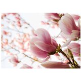 Tapeta - Pink magnolia 400x309 | shoptok.hr