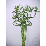  Močvarno bilje bambus lucky bamboo štap | ePonuda.com