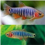 Akvarijum Centar Microrasbora erythromicron | ePonuda.com