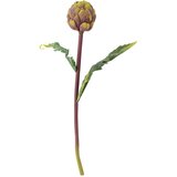 Bloomingville Umjetna biljka (visina 54 cm) Protea – Cijene