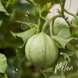  Olovke sa sjemenkama Sprout Ljubav koja raste (8 komada) Slike