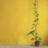Botanopia Podpora za plezalne rastline - Medenina s črnim premazom Cene