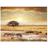  Tapeta - African zebras around watering hole 300x231 | shoptok.hr