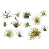 Plant in a Box Tilancija - 12 kos - Tillandsia - Višina 5-15cm - ⌀5cm, (21758302) Cene