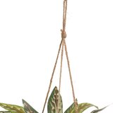 Casa Selección Umjetna biljka (visina 25 cm) – | shoptok.hr