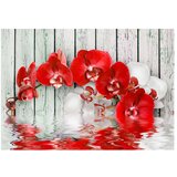  Tapeta - Ruby orchid 350x245 | shoptok.hr