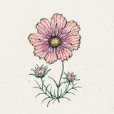  Kozmeja "Apricotta" Cosmos Bipinnatus Cene