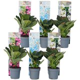 Plant in a Box hortenzija - 6 kos - hydrangea macrophylla - višina 25-40cm - ⌀9cm, (21757720) Cene