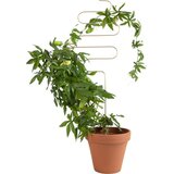 Botanopia Podpora za rastline - Squiggle Cene