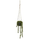 Casa Selección Umetna rastlina (višina 37 cm) Senecio – Cene