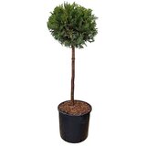  Thuja occidentalis Brabant Kugla (Thuja occidentalis "Brabant", Trenutna visina rasta: 120 cm) | shoptok.hr