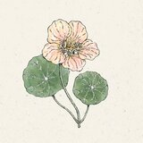 Jora Dahl Tropaeolum minus "Tip Top Pink Blush" (Kapucinka) - 1 pkt. Cene
