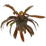 Rainforest echinodorus rubin Cene