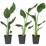 Plant in a Box Kraljevska strelicija - 3 kos - Strelitzia reginea - Višina 25-40cm - ⌀9cm, (21757965) cene