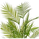 Casa Selección Umetna palma (višina 90 cm) – | Shoptok.si