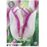  Cvjetne lukovice Tulipan Triumph Mata Hari (Bijela, Botanički opis: Tulipa) Cijene