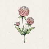  Oblocvetna gomfrena "Salmon Pastel" | Shoptok.si