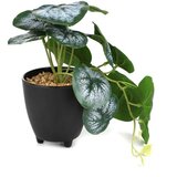  Cvet u saksiji SEMELA 20cm - Dark green/White - HML cene