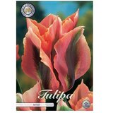  Cvjetne lukovice Tulipan Virdiflora Artist (Narančasta, Botanički opis: Tulipa) Cijene