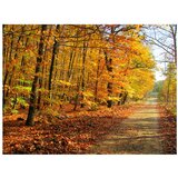  Tapeta - Beech forest 350x270 | shoptok.hr