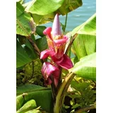 Roza pritlikava banana "Velvet Fingers" - 10 zrn.