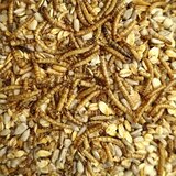 KLASEBO Deluxe hrana za divje ptice 20 kg z ličinkami in oluščenimi sončničnimi semeni, brez lupin, (5000240327) | Shoptok.si