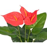  Umjetna biljka Anturijum s posudom 45 cm crveno-žuta | Eponuda.com