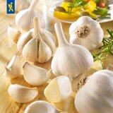 KIEPENKERL Zimski česen Messidrome - bel - 3 k. u