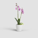  KERAMIČNI NOTRANJI LONEC THALIA 14 CM BEL | Shoptok.si