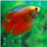 Akvarijum Centar Colisa lalia var. Blood red - Kolisa crvena | ePonuda.com
