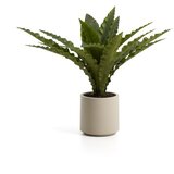 Kave Home Umetni sukulent (višina 70 cm) Neottopteris – Cene
